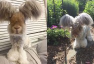 Wally the Rabbit has the Best Ears Ever (10 Photos)