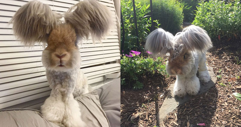 Wally the Rabbit has the Best Ears Ever (10 Photos)