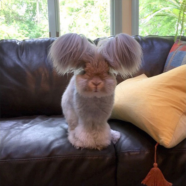 wally the bunny rabbit instagram best ears ever (2)