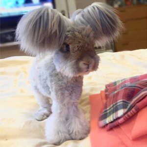 wally the bunny rabbit instagram best ears ever 5 wally the bunny rabbit instagram best ears ever (5)