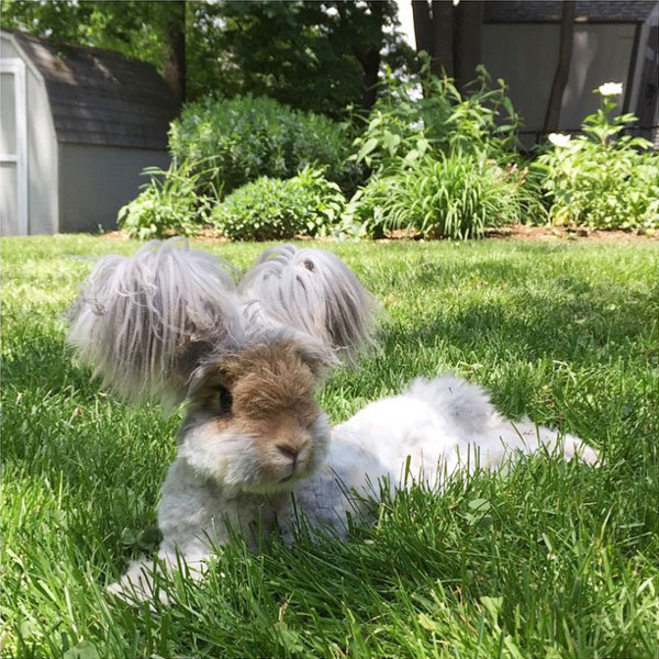 wally the bunny rabbit instagram best ears ever (8)