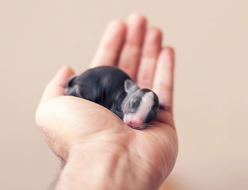 Photographer Captures the First 30 Days of a Bunny’s Life