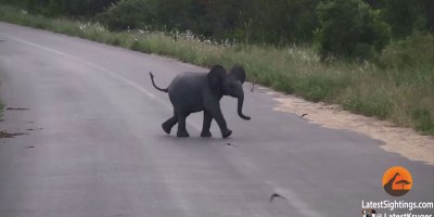 Baby Elephant Adorably Chases Birds Flying Around Him