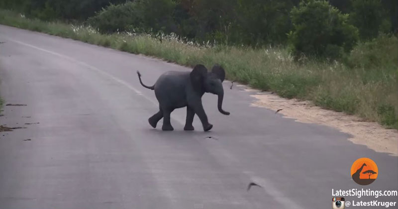 Baby Elephant Adorably Chases Birds Flying Around Him
