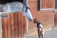 Baby Goat Can’t Stop Trying to Headbutt This Horse