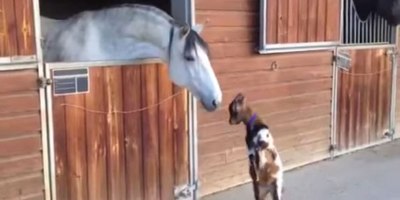 Baby Goat Can't Stop Trying to Headbutt This Horse