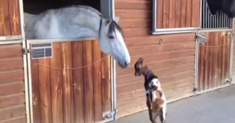 Baby Goat Can't Stop Trying to Headbutt This Horse