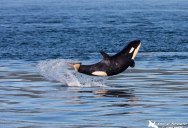 Picture of the Day: Baby Orca Breaches Like a Boss