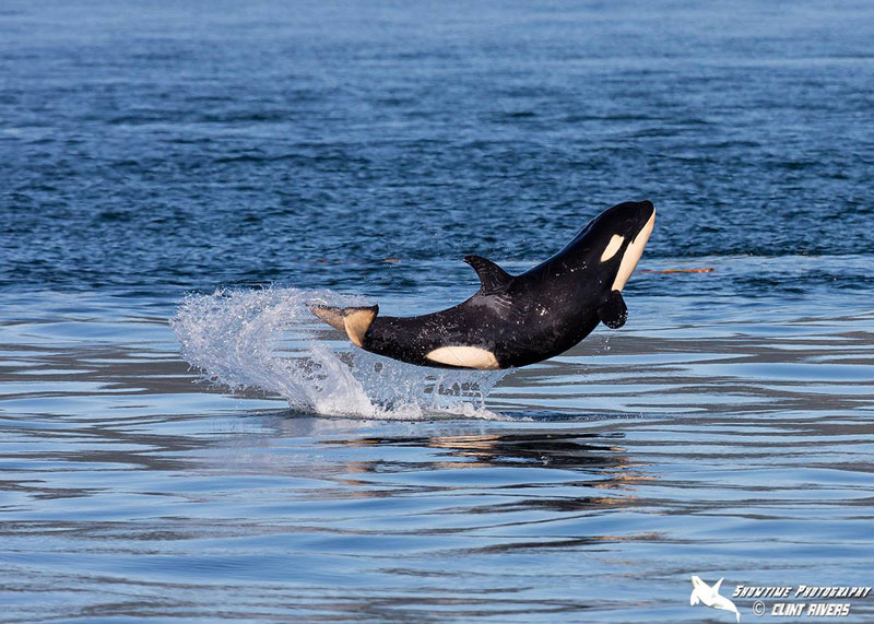 Picture of the Day: Baby Orca Breaches Like a Boss