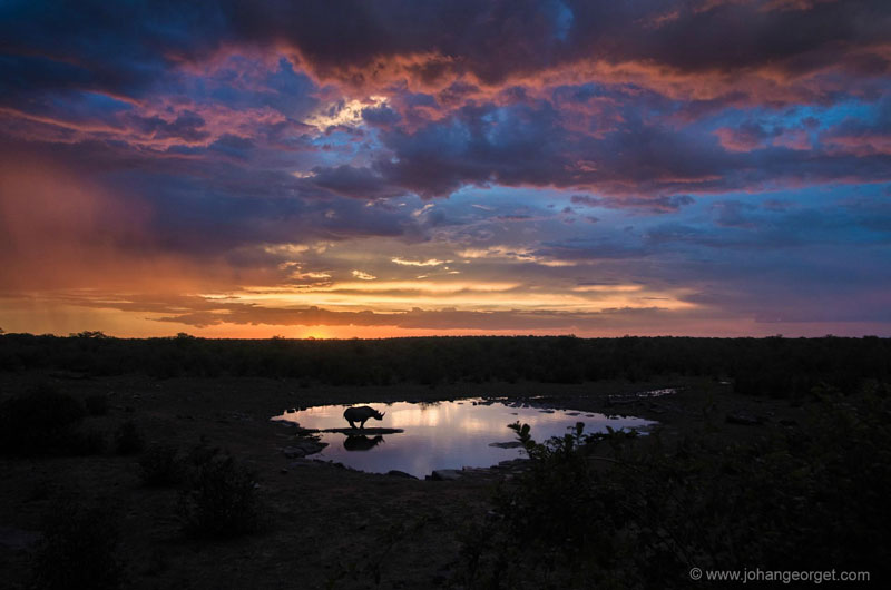 Picture of the Day: Black Rhino at the Watering Hole