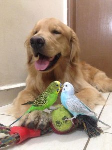 bob the golden retriever bird whisperer 2 bob the golden retriever bird whisperer (2)