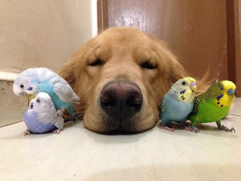 Meet Bob, the Golden Retriever with the Flyest Friends » TwistedSifter