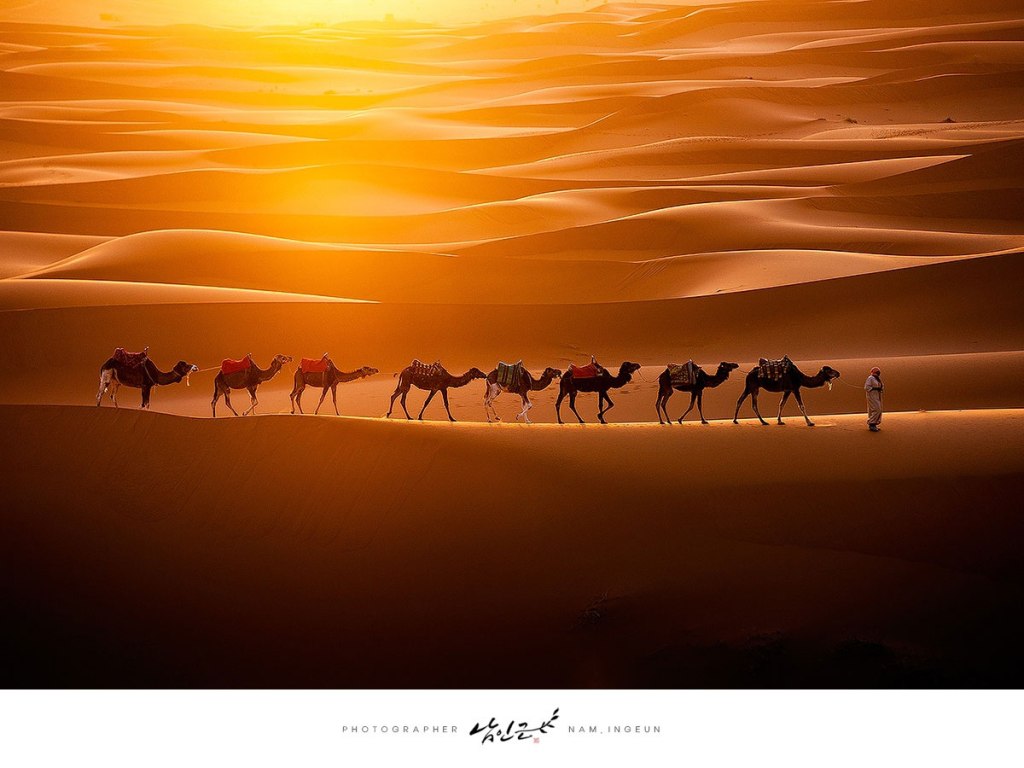 Picture of the Day: Camels Crossing the Sahara