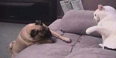 80 Glorious Seconds of Cats vs Dogs