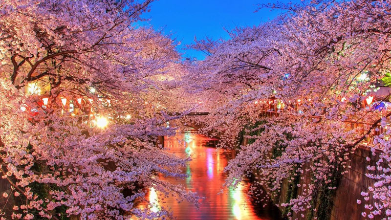 Picture of the Day: Cherry Blossoms in Japan