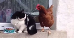 chicken battles cat for food will not be denied chicken battles cat for food will not be denied