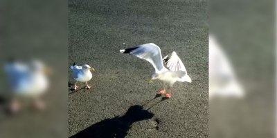 Guy Somehow Teaches a Seagull to Dance