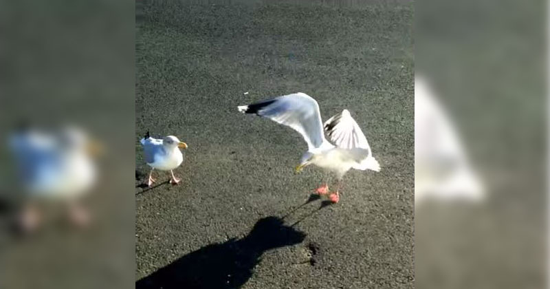 Guy Somehow Teaches a Seagull to Dance