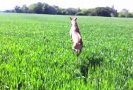 This Dog Jumping Through a Field Will Make You Smile
