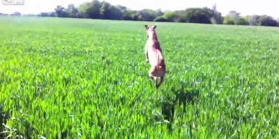 This Dog Jumping Through a Field Will Make You Smile
