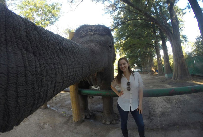 elephant selfie The Shirk Report   Volume 328