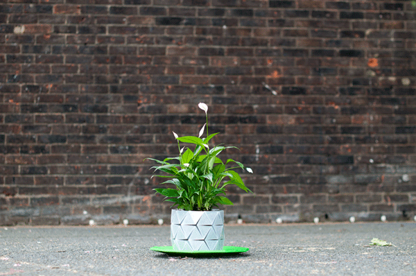 flower pot grows as plant does growth by studio ayaskan (1)