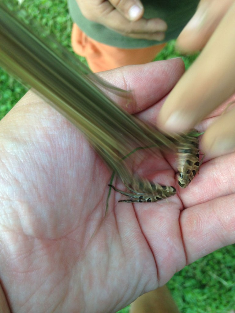 Picture of the Day: Frog Jumps as Photo is Taken