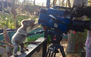 koala camera koala camera