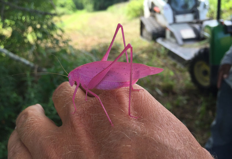 pink katydid Picture of the Day: Pink sect