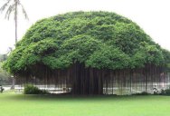 Picture of the Day: Banyan Tree