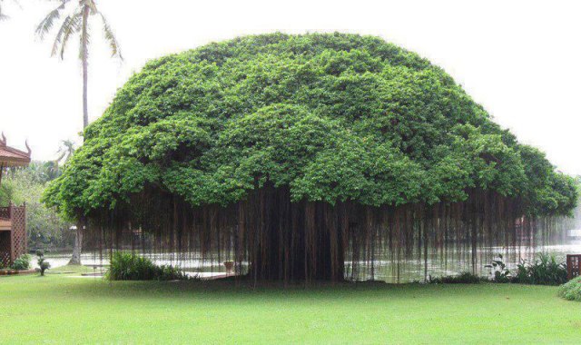 Banyan - Wikipedia