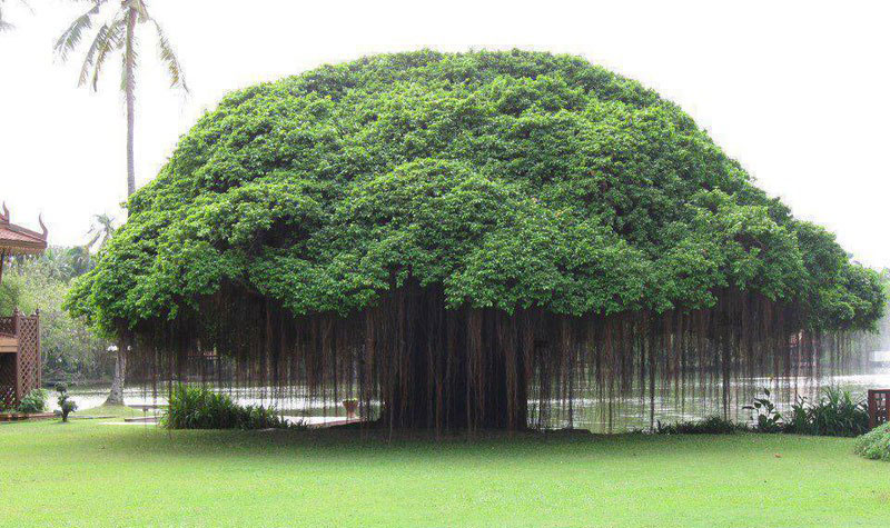 Picture of the Day: Banyan Tree