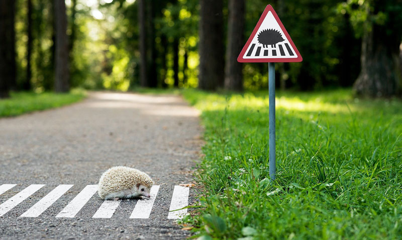 Tiny Road Signs Remind City Residents Animals Live There Too