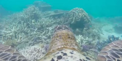 A Turtle Tour of the Great Barrier Reef
