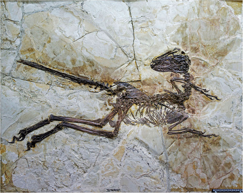 winged dinosaur ancestor to velociraptor found perfectly preserved (1)