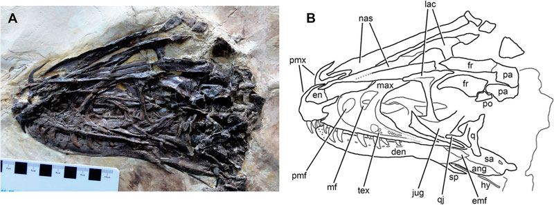 125 Million Year Old Dinosaur With Wings Found Perfectly Preserved Is Ancestor To The 