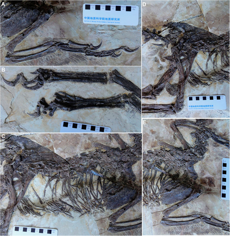 winged dinosaur ancestor to velociraptor found perfectly preserved (3)