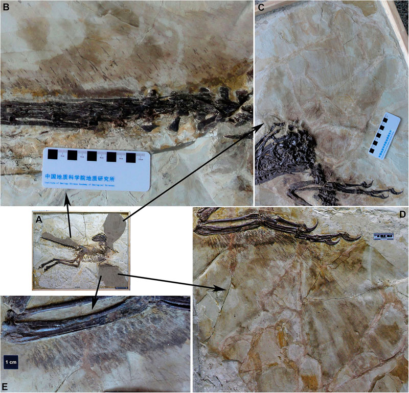 winged dinosaur ancestor to velociraptor found perfectly preserved (4)