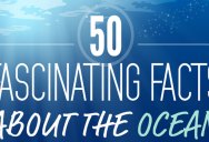 50 Fascinating Facts About Our Oceans [Infographic]
