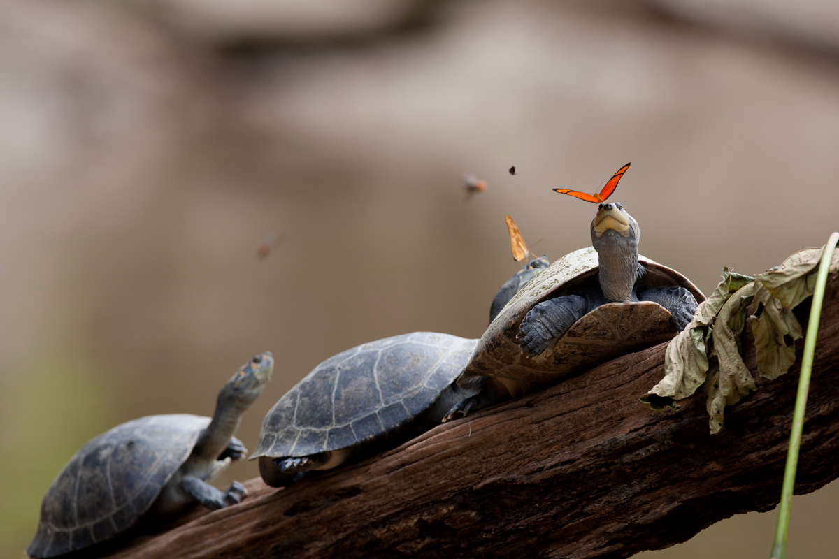 A_butterfly_feeding_on_the_tears_of_a_turtle_in_Ecuador