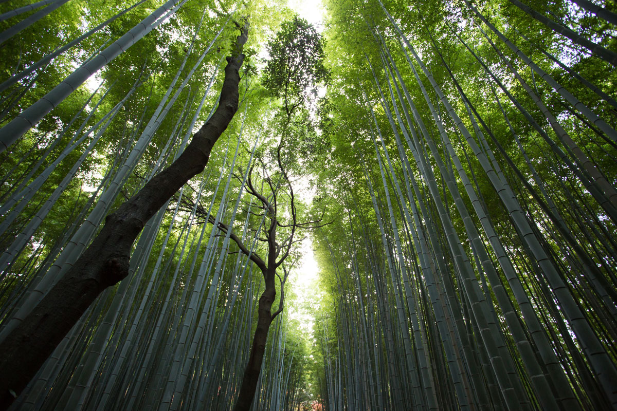Arashiyama bamboo grove kyoto japan