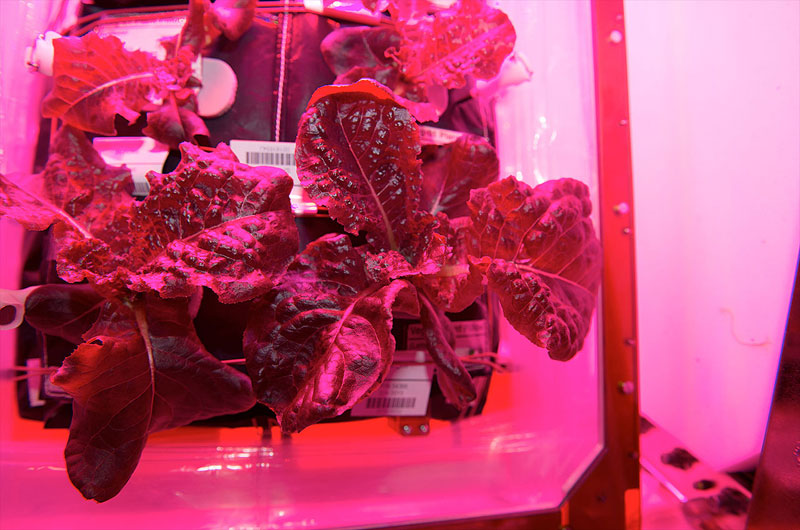 astronauts on iss eat veggies grown in space (1)