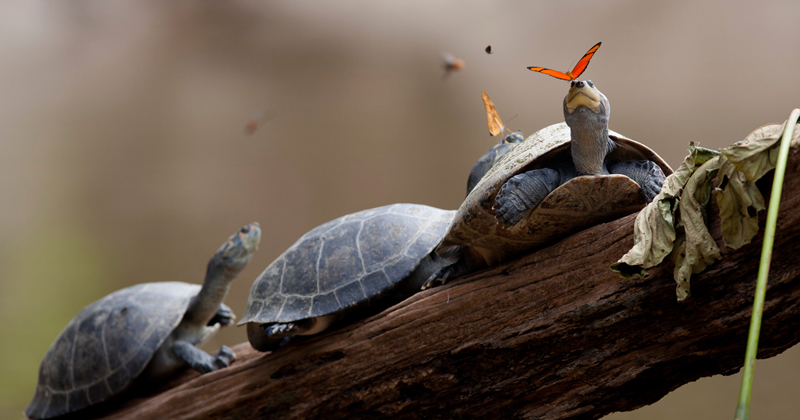 Picture of the Day: Butterflies Drinking Tears from Turtle Eyes