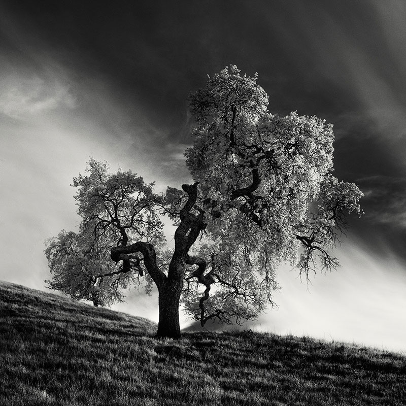 california trees infrared photography by nathan wirth  (1)