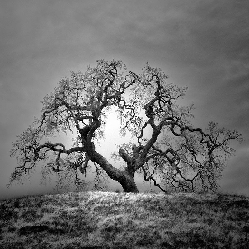 california trees infrared photography by nathan wirth  (2)