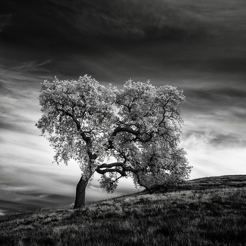 california trees infrared photography by nathan wirth  (4)
