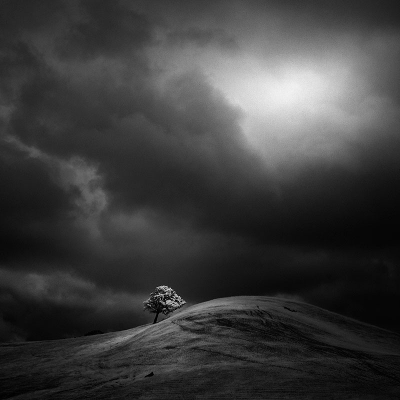 california trees infrared photography by nathan wirth  (5)