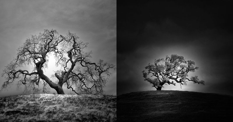 The Solitary Trees of Northern California in Infrared