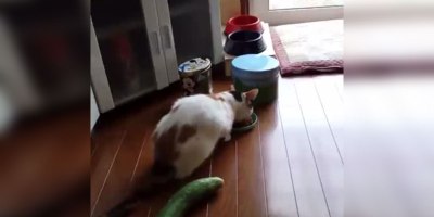 Cat Gets Freaked Out By Cucumber