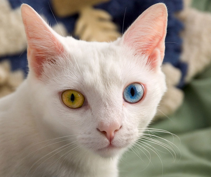 cat-with-two-different-colored-eyes Heterochromia iridum